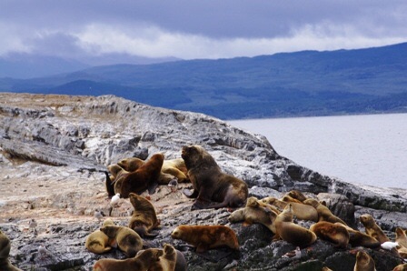 Lions de mer aux abords d'Ushuaia